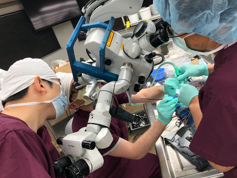 Dissection work under the operative microscope for a far lateral craniotomy