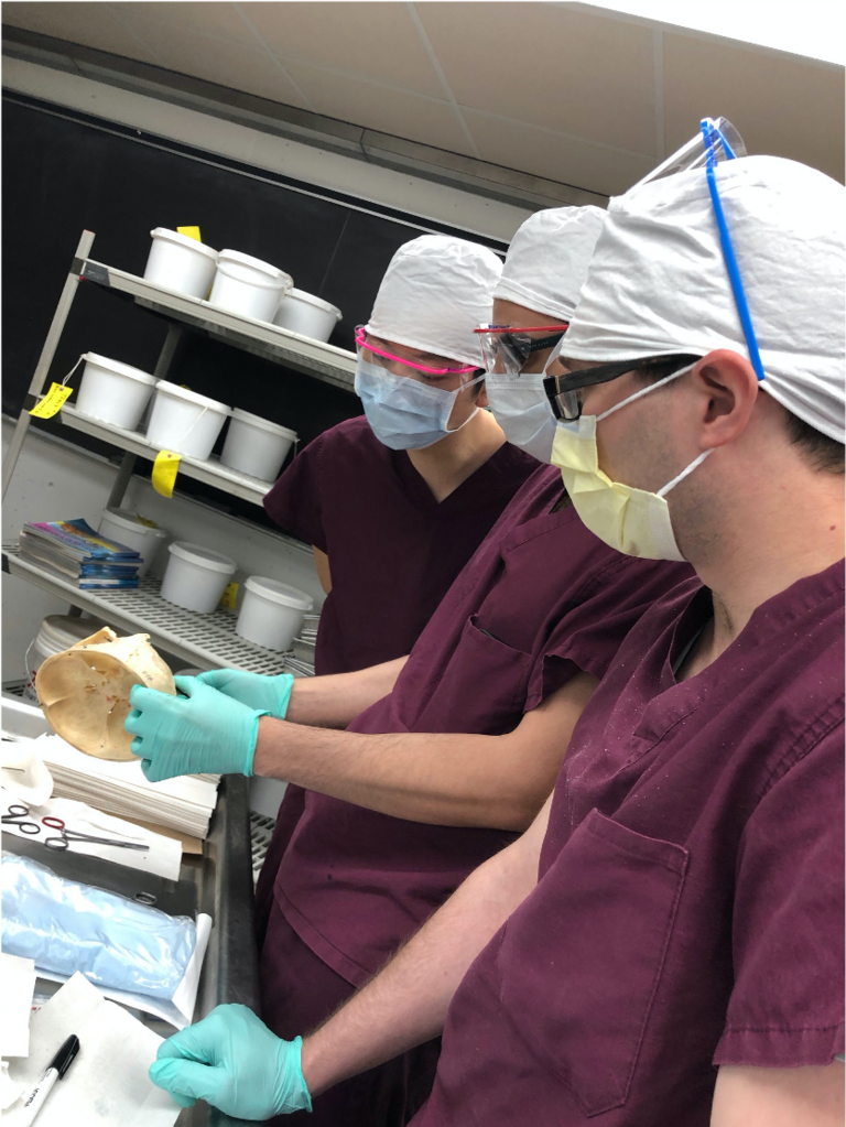 Reviewing paracondylar anatomy on human skull